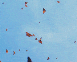 There's A Reason You Don't See Butterflies Anymore And Here's What You Can Do About It