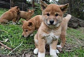 HOLY SHIT OMG LOOK AT THESE FIVE-WEEK-OLD DINGO PUPS!!!!!! | If You're Having A Shit Day, Just Come Look At These Dingo Puppies OMG