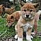HOLY SHIT OMG LOOK AT THESE FIVE-WEEK-OLD DINGO PUPS!!!!!! | If You're Having A Shit Day, Just Come Look At These Dingo Puppies OMG