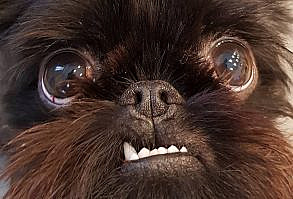 #monkoodog #smartdog #squidthegriff #photooftheday #mydogiscutest   credit:@squidthegriff