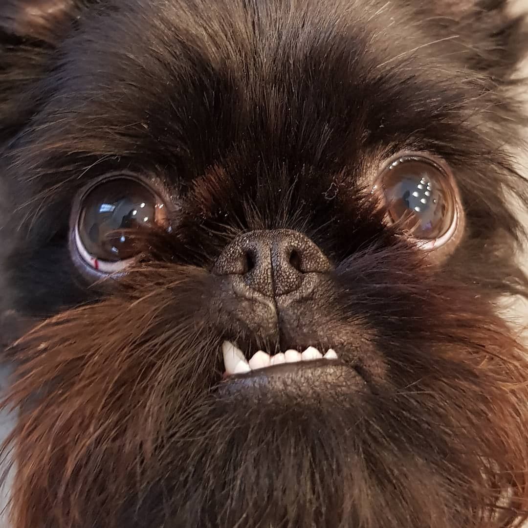 #monkoodog #smartdog #squidthegriff #photooftheday #mydogiscutest   credit:@squidthegriff