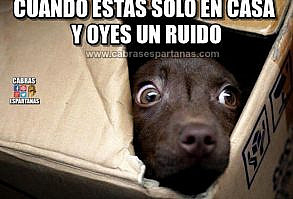 Imágenes, memes GIF y vídeos graciosas en la web de Cabras Espartanas. El mejor humor para compartir con amigos en Facebook, WhatsApp.