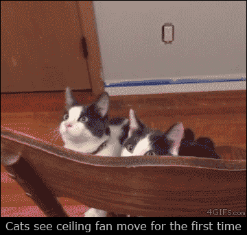 Curious kittys - GIF on Imgur