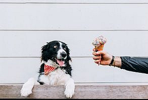 Interview: Help Photographer Andrew Knapp Find His Hiding Border Collie Momo