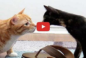 Introducing Cats to New Kittens for the First Time #cats #cat