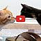 Introducing Cats to New Kittens for the First Time #cats #cat