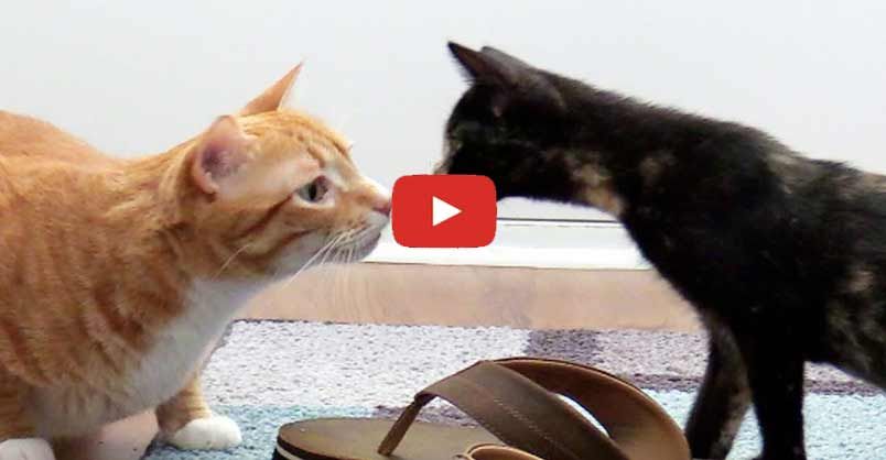 Introducing Cats to New Kittens for the First Time #cats #cat