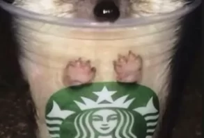 Just 15 Of The Funniest Hedgehog Pictures We've Ever Seen | Cuteness