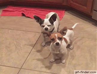 Gif Finder – Find and Share funny animated gifs