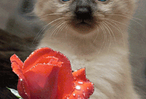 ❤️Blue Eyes ~ Cat and Rose GIF