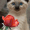 ❤️Blue Eyes ~ Cat and Rose GIF
