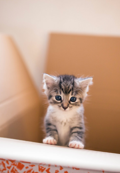 ottou107: “We Heart It の Kedi & cat ボードのピン | Pinterest ”