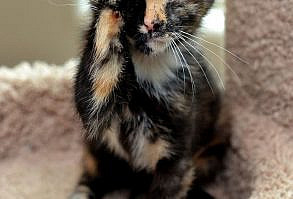 Kitteh Kats. Cat Photos, Cat Gifs, Cat Funny, Kitten pics, lots of Kittens. You know, kitty stuff. Kat, Kot, Katzen, Gatos, Gatitos, кошки, 猫, it' about cats