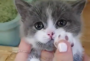 Kittens Showing It's Cute Paws #cute #kittens #cats #pets #aww #catlovers