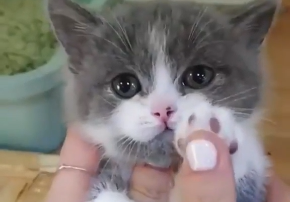 Kittens Showing It's Cute Paws #cute #kittens #cats #pets #aww #catlovers