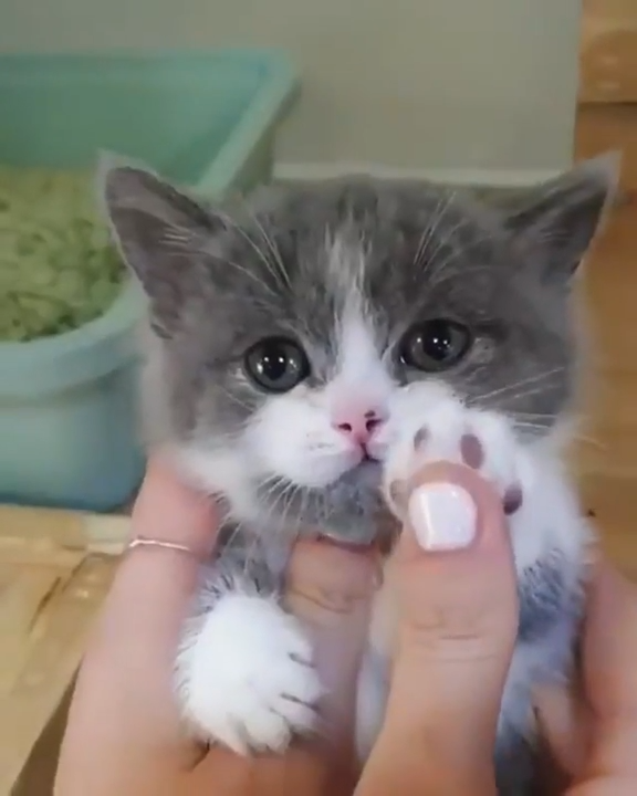 Kittens Showing It's Cute Paws #cute #kittens #cats #pets #aww #catlovers 
