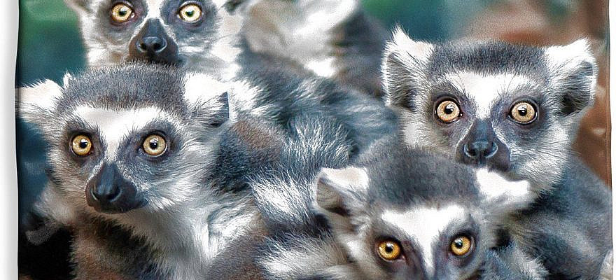 Geef je kussens een nieuwe look met deze stijlvolle kussenhoezen voor binnen! Met de kussenslopen van PillowMonkey heb je langer plezier van je kussen. Met meer dan duizend ontwerpen zit er altijd een design bij die bij jouw interieur past. Met behulp van de rits kun je het kussensloop makkelijk verwisselen. Pas zo je interieur ook gemakkelijk aan aan het seizoen! Zo zorg je er altijd voor dat jouw interieur trendy blijft. Voorzien van een unieke fotoprint98.9% van de klanten is positief over PillowMonkeyKeuze uit diverse vormen en formatenLuxe