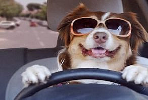 If you're planning to travel, learning to travel safely with your pet is essential. You're probably familiar with the precautions regarding vehicle safety (never leave your pet in a closed car, or even with windows cracked). That may seem like…