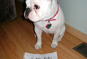 Shame Your Pet | Dog Shaming • Cat Shaming | Shame Your Pet