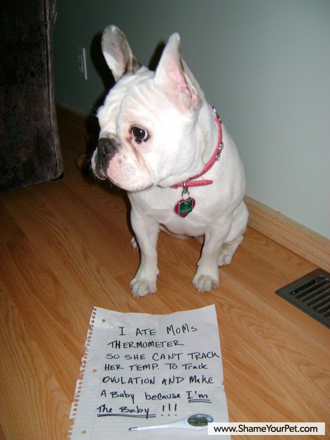 Shame Your Pet | Dog Shaming • Cat Shaming | Shame Your Pet