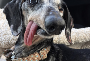 Meet my senior rescue dog Professor Schnitzel!https://ift.tt/2O2vTFK