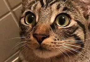 Follow us for more funny cats videos #cat #cutecat #kitty #funnycat #adorablekittens