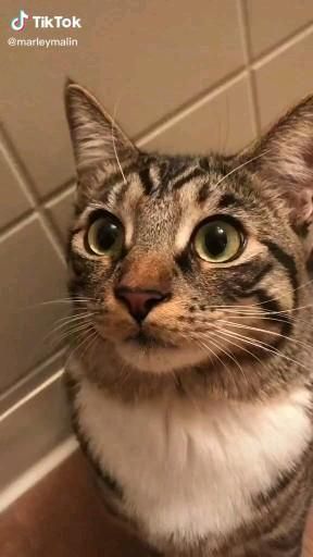 Follow us for more funny cats videos #cat #cutecat #kitty #funnycat #adorablekittens