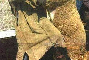 Mizahıyla Beraber Gelen Kurban Bayramı'ndan 19 Komik Caps- Onedio.com