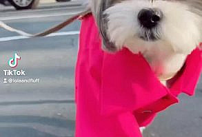 Let Lola show you how to wear this modern pet blazer just in time for spring.