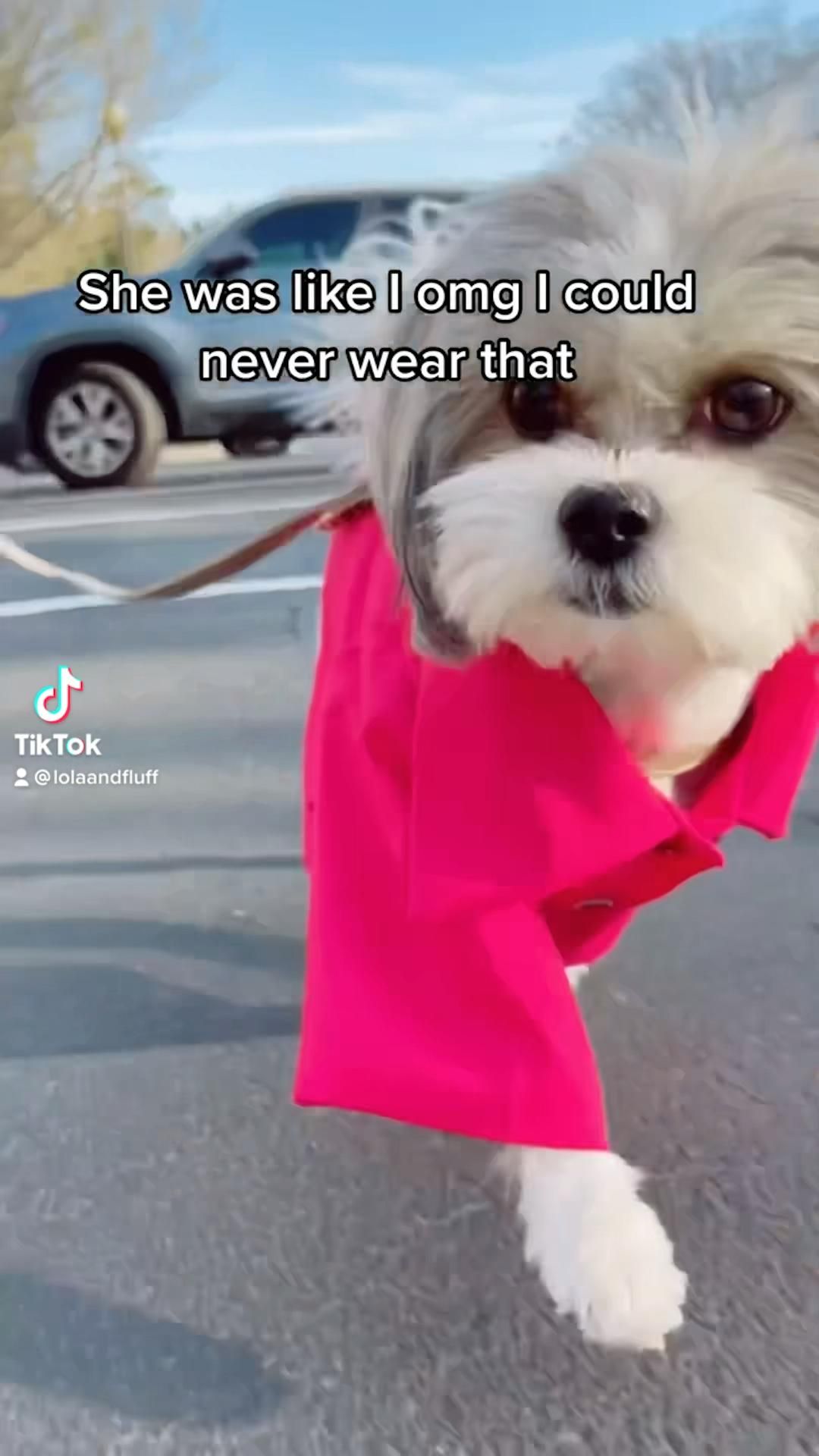 Let Lola show you how to wear this modern pet blazer just in time for spring.