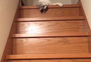 Monday Mornings Be Like 😺😴 #funnypetgifs #funny #petgifs #gifs #cats