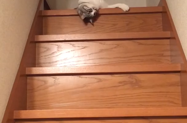 Monday Mornings Be Like 😺😴 #funnypetgifs #funny #petgifs #gifs #cats