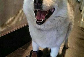 Morning Funny Picture Dump 34 Pics