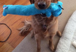 This funky style pet toy is not just a back scratcher anymore! The Loofa is now known more for being a dog toy and retriever. Either way, this toy will be your pet's favorite snugly companion. The Loofa dog has become a #1 seller! Every dog deserves to have one! Each Loofa Dog has a squeakers for additional interest and is available in an assortment of colors. The MultiPet Loofa Dog Toy comes in assorted colors. Let us choose the color for you!