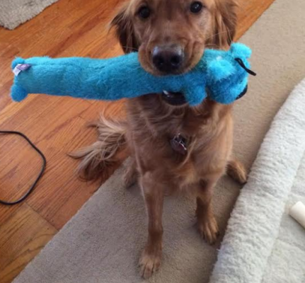 This funky style pet toy is not just a back scratcher anymore! The Loofa is now known more for being a dog toy and retriever. Either way, this toy will be your pet's favorite snugly companion. The Loofa dog has become a #1 seller! Every dog deserves to have one! Each Loofa Dog has a squeakers for additional interest and is available in an assortment of colors. The MultiPet Loofa Dog Toy comes in assorted colors. Let us choose the color for you!