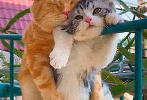 My Sweet Cat on Instagram: “Two love birds 🐾😽❤️! 👉❤double tap❤👈 Follow @the_cat_lover_house for more video 🎥: 小橘妈/ DY”