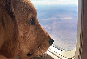 Curb The Cat Make Your cat obey your ever Commands with the most Powerful cat training tools. Inside this ebook, you will discover the topics about different cat breeds and your cat selection understanding cat's behavior, solving different behavior problems of cat, basics of cat training, home remedies for cats and selection of cat food