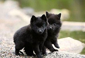 Ady es una adolescente con mucho problemas, demasiados , una chica r… #vampiros # Vampiros # amreading # books # wattpad