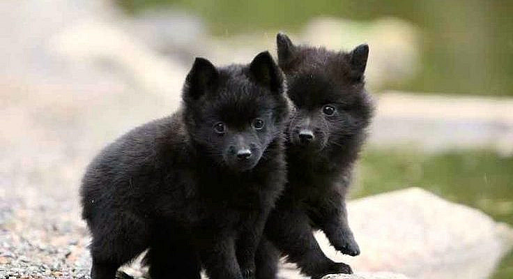 Ady es una adolescente con mucho problemas, demasiados , una chica r… #vampiros # Vampiros # amreading # books # wattpad