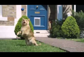 (3) O2 Cat Advert Be more dog - Brian Harris - YouTube