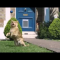 (3) O2 Cat Advert Be more dog - Brian Harris - YouTube