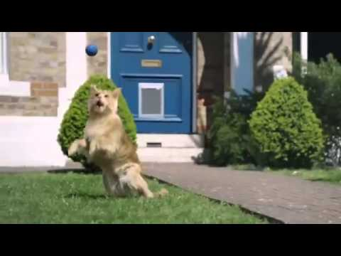 (3) O2 Cat Advert Be more dog - Brian Harris - YouTube