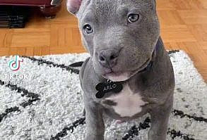 Join our dog lover pinterest for more funny dog content 🐶🐶🐶 Barkli Dogs is for dog lovers from dog lovers. 🧡 🧡 🧡 🧡 We support rescue dogs and love all breeds and sizes. Get tips and tricks for how to; make homemade dog treats, dog food, health advice, training tips, grooming tips and much more! 📰 Click the link if you want to read ALL about dogs on our Blog. 💛 DM for credit