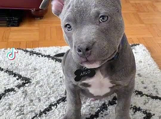 Join our dog lover pinterest for more funny dog content 🐶🐶🐶 Barkli Dogs is for dog lovers from dog lovers. 🧡 🧡 🧡 🧡 We support rescue dogs and love all breeds and sizes. Get tips and tricks for how to; make homemade dog treats, dog food, health advice, training tips, grooming tips and much more! 📰 Click the link if you want to read ALL about dogs on our Blog. 💛 DM for credit