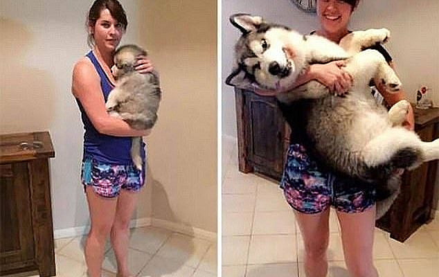 In the limelight: This husky was camera shy as a puppy, left, but has now perfected its po...