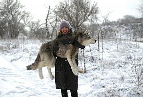 PRINT pattern for Carol +15 $ express ship Video course with all instructions https://www.etsy.com/listing/953124683/stuffed-animal-video-course-wolf-pattern?ga_search_query=wolf&ref=shop_items_search_3&pro=1 The print Wolf Pattern in nature style I wouldn't recommend to buy it for the first acquaintance with the teddy bears' world. If you are a first-timer, take the Wolf Video