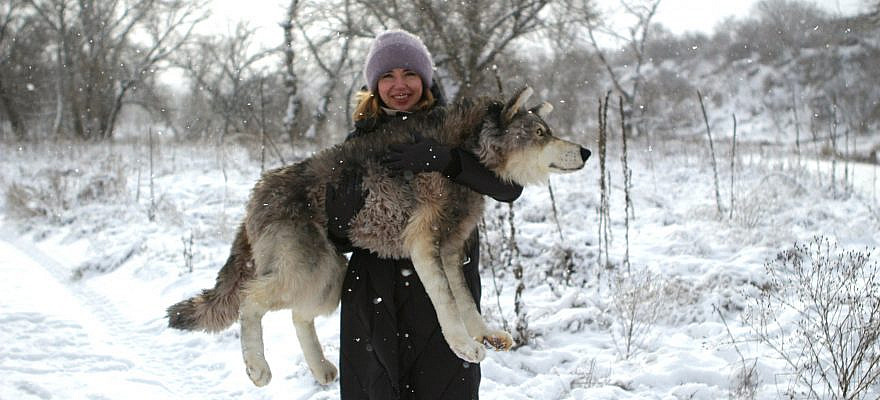 PRINT pattern for Carol +15 $ express ship Video course with all instructions https://www.etsy.com/listing/953124683/stuffed-animal-video-course-wolf-pattern?ga_search_query=wolf&ref=shop_items_search_3&pro=1 The print Wolf Pattern in nature style I wouldn't recommend to buy it for the first acquaintance with the teddy bears' world. If you are a first-timer, take the Wolf Video