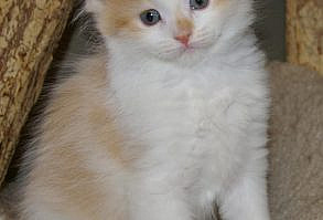 Imperial Rags RagaMuffin Kittens - Past Litters