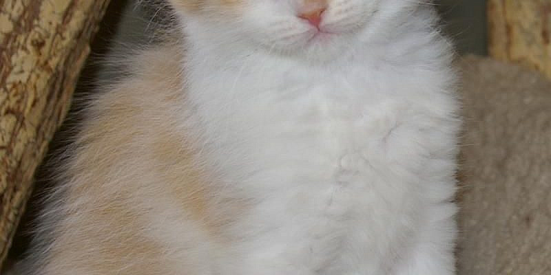 Imperial Rags RagaMuffin Kittens - Past Litters