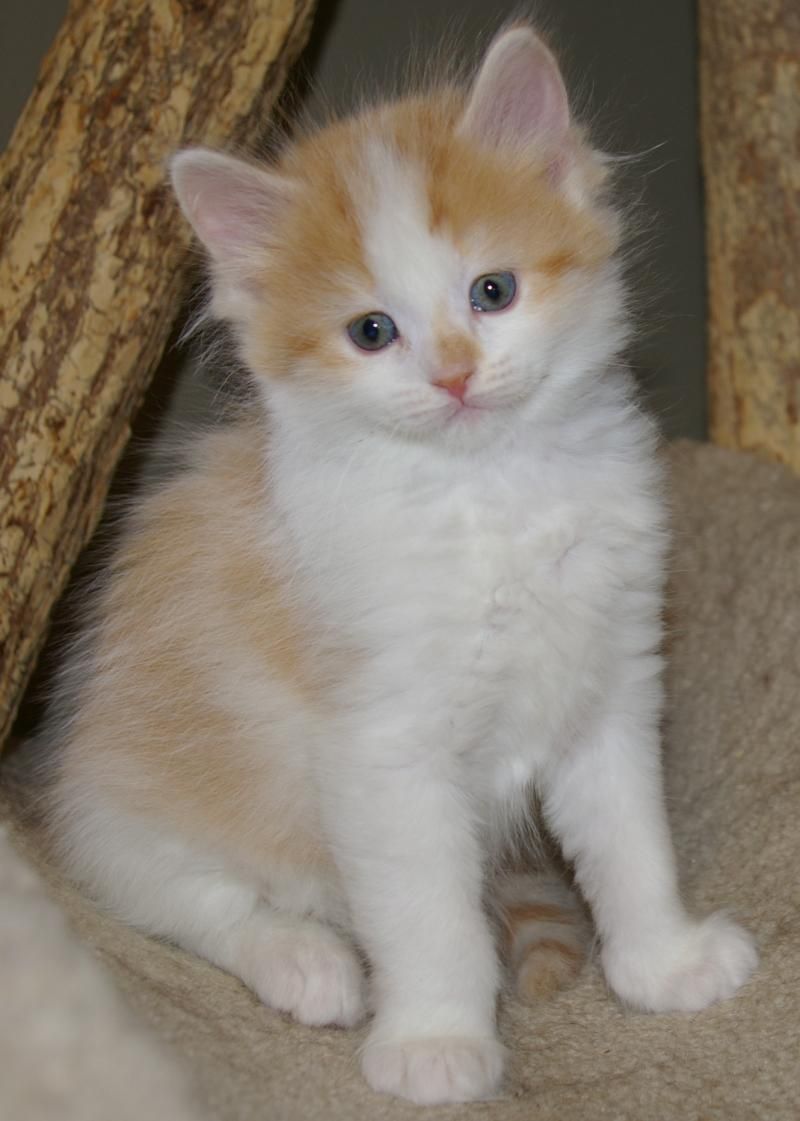 Imperial Rags RagaMuffin Kittens - Past Litters